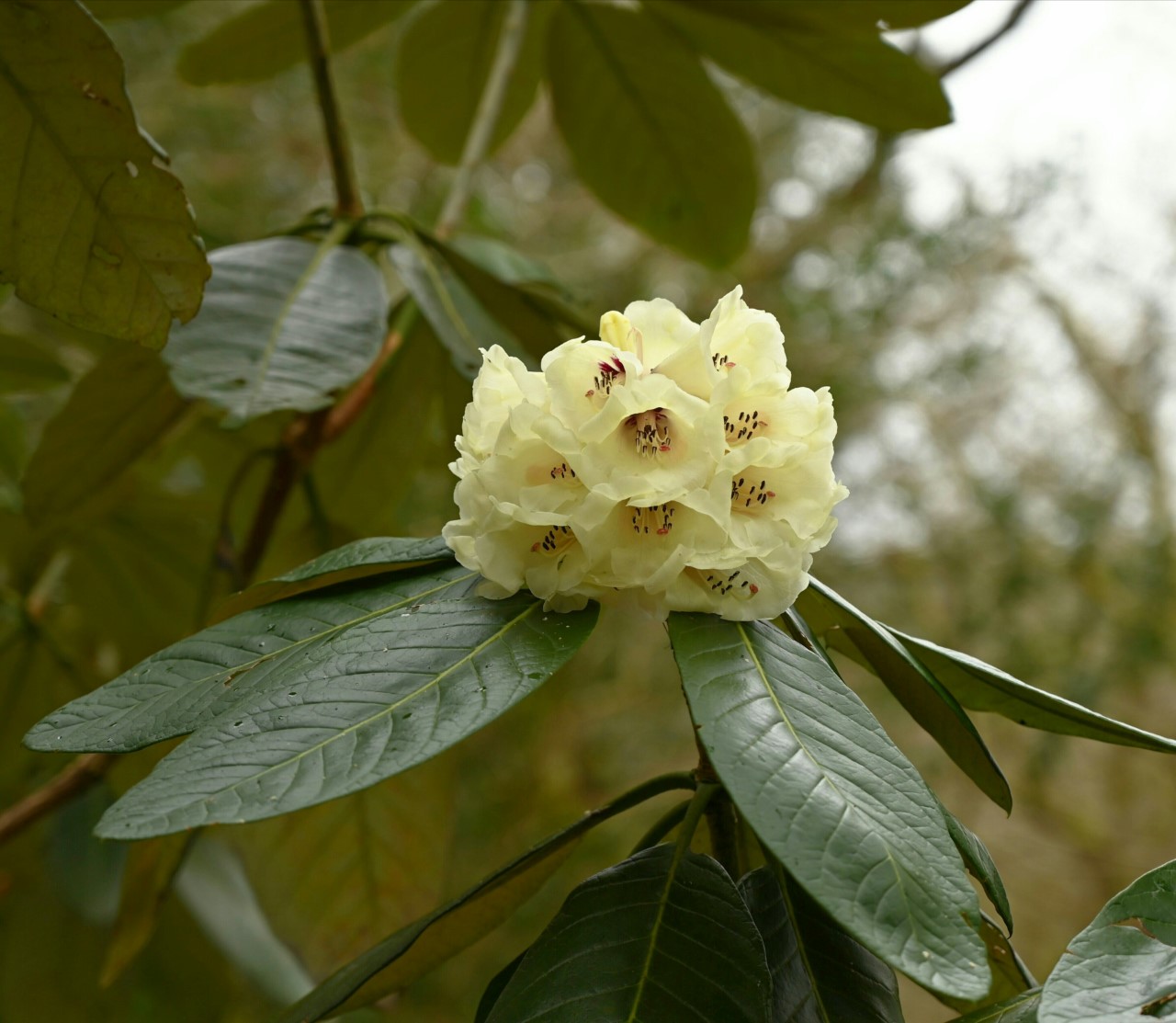 R. macabeanum